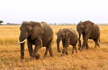 Big Five Full Day Safari at Aquila Game Reserve Cape Town
