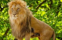 Aquila Game Reserve Safari Day Tour from Cape Town