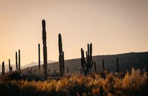 Beach and Desert Scenic Horseback Ride in Baja California Sur