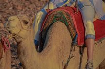Quad Camel Ride Traditional Dinner and Live Show in Agafay Desert
