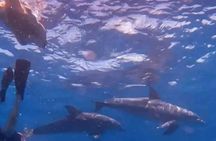 Mnemba Island Dolphins Watching and Snorkeling