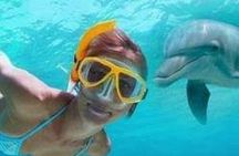 Mnemba Island Dolphins Watching and Snorkeling