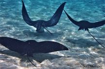 Private excursion Half day Moorea Discovery of the lagoon