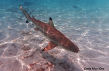 Private excursion Half day Moorea Discovery of the lagoon