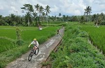 Bali Downhill Cycling Kintamani to Ubud with Private Transfer