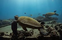 First Timers and Non-Swimmers Snorkeling Experience in Wailea 