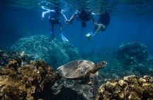 First Timers Non-Swimmers Snorkeling Experience: Turtle Guarantee