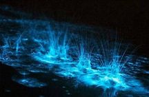 Luminous Lagoon Night Tour