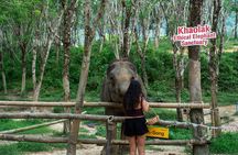 Khao Lak Ethical Elephant Sanctuary Conservation Experience