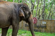 Khao Lak Ethical Elephant Sanctuary Conservation Experience