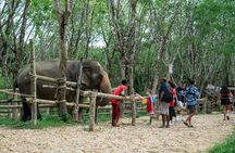 Guide Tour to Khaolak Elephant Sanctuary in Small Group