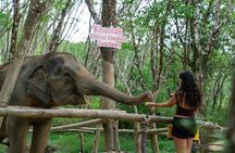 Guide Tour to Khaolak Elephant Sanctuary in Small Group