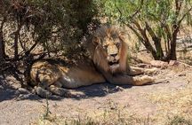 Aquila Game Reserve Safari