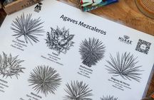 Experience mezcal science tasting and lecture Oaxaca