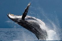 Ketchikan Ultimate Whale Watching, Wildlife, & Wilderness Dining
