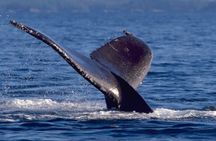 Ketchikan Ultimate Whale Watching, Wildlife, & Wilderness Dining