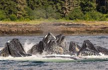 Ketchikan Ultimate Whale Watching, Wildlife, & Wilderness Dining