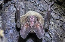 Tortuguero Night Walk – Discover Frogs, Sloths & Night Wildlife