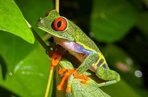 Tortuguero Night Walk – Discover Frogs, Sloths & Night Wildlife