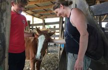 Half Day Private Guanacaste Horseback and Farm Tour