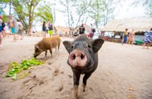 Pig Island Koh Taen Snorkeling Tour by Speedboat from Koh Samui