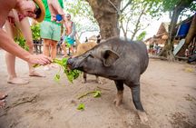 Pig Island Koh Taen Snorkeling Tour by Speedboat from Koh Samui