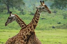  From Arusha: Safari 1 Day Trip to Arusha National Park 