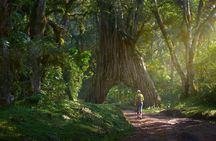  From Arusha: Safari 1 Day Trip to Arusha National Park 