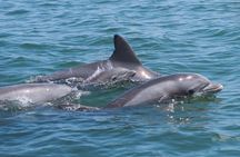 1-Hour Private Party Assateague Island Pony Cruise in Ocean City