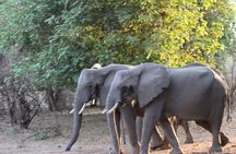 Game Drive and Rhino Walk