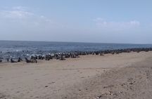 Pelican Point Peninsula Drive 4x4 Offshore Activity