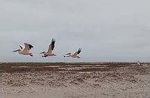 Pelican Point Peninsula Drive 4x4 Offshore Activity