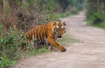Golden Triangle Tour With Ranthambore Tiger Safari