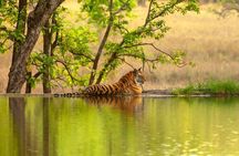 Golden Triangle Tour With Ranthambore Tiger Safari