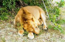 7 Days Budget Group Safari to Masai Mara Nakuru & Amboseli Parks