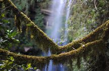 Private Tour to La Chorrera Waterfall