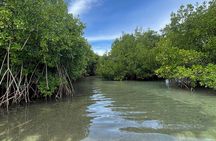 Epic Sea and Wildlife Paddleboarding Adventure 