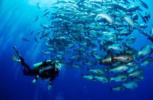 Scuba Diving Boat for Beginner or Professional & Lunch - Hurghada