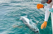 4 Hour Sunset Seasonal Tarpon Charter from Key West