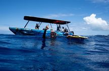 Sacred Experience Swimming with a Whale in Moorea