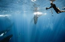 Sacred Experience Swimming with a Whale in Moorea