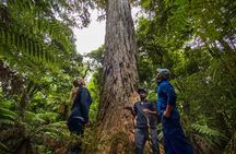 Whirinaki Forest Footsteps: Māori Guided Tour, Picnic & Transfer