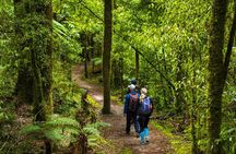 Whirinaki Forest Footsteps: Māori Guided Tour, Picnic & Transfer