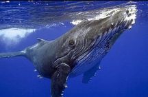 Whale watching more fell up