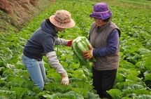 Traditional Kimchi Making Class in Seoul