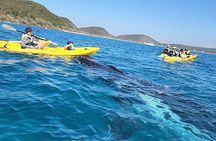 Whale Watching Ocean Kayak Tour 