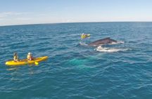 Whale Watching Ocean Kayak Tour 