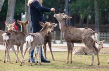 Nara: Enjoy Highlight Of Nara in 3 hours