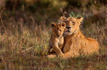 3 Days Gamedrive Safari In Masai Mara From Nairobi