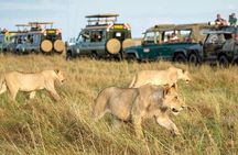 3 Days Gamedrive Safari In Masai Mara From Nairobi